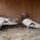 رومن او مالطي