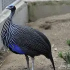 دجاج غينيا النسري