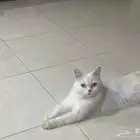 قطط تبني
