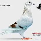 انثى زاجل خطوط عالميه ابنه ابطال