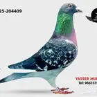 زاجل سباق