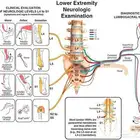 دروس العلاج الطبيعي متاحة في منزلك.Physiotherapy Teaching