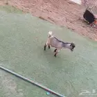 ماعز قزم عمر 6 شهور تقريبا
