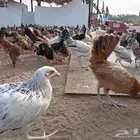 فروخ دجاج صحة توب