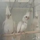 زوج كروان البينو ماكينة انتاج