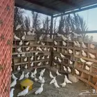 حمام فرنسي ( جامبو ) عشة كاملة