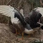 وز بلدي
