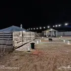 مخيم الريف للايجار اليومي طريق الثمامة