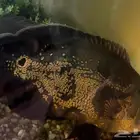 سمكة أوسكار تايجر