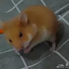هامستر سوري للبيع