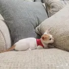 قطة أنثى للتنبي