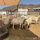 ضان مقاني حرش صنف مراح واحد