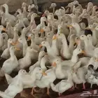 صوص بط ( بكين )  أبيض