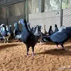 اجواز هومر منتجات