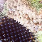 شعير مستنبيت