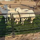 رخال حريات صنف الصنف لاخل النظر