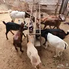 ماشاء الله تيوس العدد8 الذكور2 الاناث6 على السوم