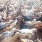 دجاج عمر شهرين محصن