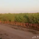 سدر بري وسدر بلدي وسدر صيني