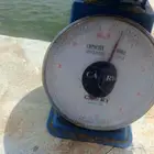 سمك بلطي من 300 جرام الي 600 جرام