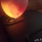 دجاج بياض شباب. صوص. منية القاني