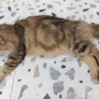 قطه متخلي عنها حامل