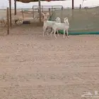 معزه بشيات دفيع العدد 2 راس