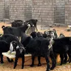 معزا للببع
