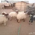 السلام عليكم سته روس تحت سته الغنم فته