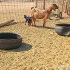 عنز خلفاء طيب سنها جميع شبب