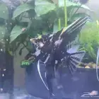 سمك زينه ثلاثه حبات