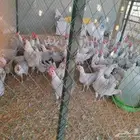 دجاج فيومي