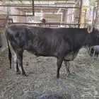 بقرة
