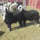 خرفان فل شحم نجدا