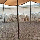 رخال طيبه عددها 25 راس