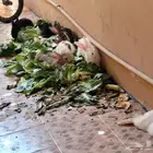 أرانب