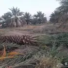 يوجد لدينا جميع انواع النخيل والشبوك