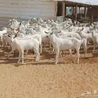 ماعز جنوبيات او بيشيات بيض مراح 64