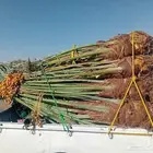 يوجد لدينا جميع انواع النخيل المثمر وزينه