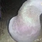 الحمامه