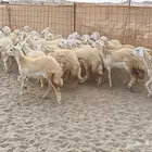 رخال طيبه عددها 25 راس