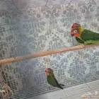 جوز فشر