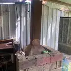 هناجر للبيع غرف