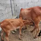 بقر مقاني للبيع