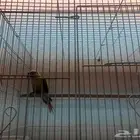 ببغاء كنيور