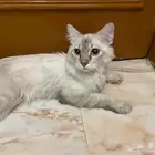 قط للتبني مجانا