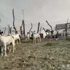تيوس للبيع
