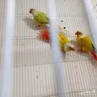 للبيع 3 ذكور محلله DNA كنيور امريكان دايلت