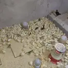 صوص بلدي الوان فواتح للبيع