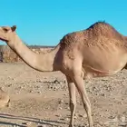 ناقه مهجنه معزول عنها ثنوها الاب شاهين يام بعير منتج الأم